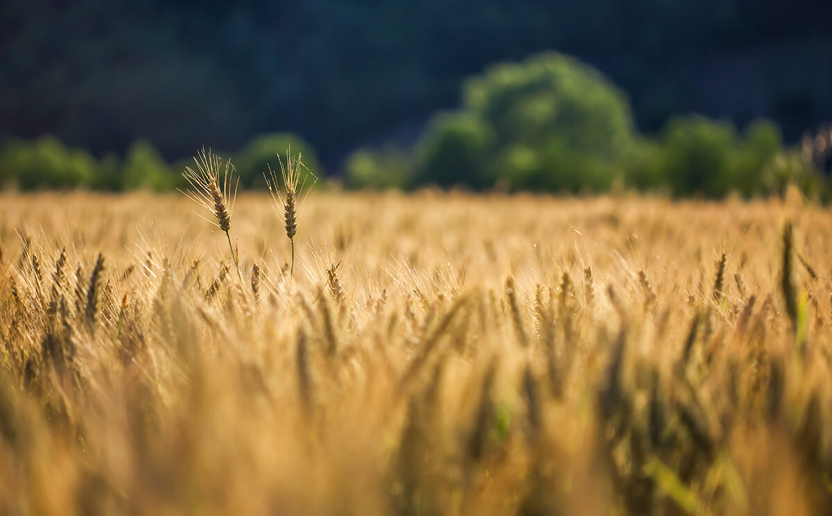Átmeneti védintézkedés egyes, Ukrajnából az EU-ba importált gabonafélékkel kapcsolatban